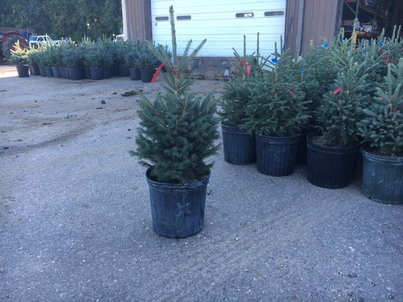 1 Black Hills Spruce Tree Potted Le Nursery Stock 24 K Bid 1 Black Hills Spruce Tree Potted Le Nursery Stock 24 K Bid