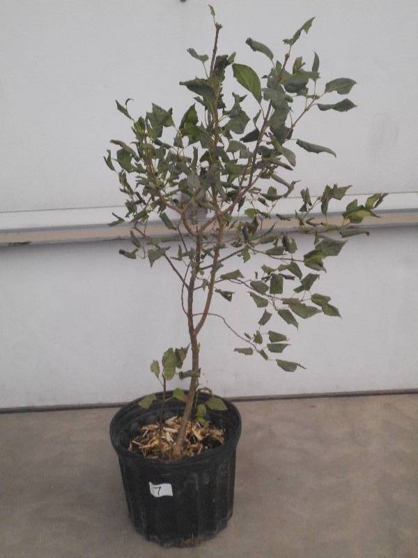 lot 7 image: (1) Potted Lilac Tree, 2.5 Height ...