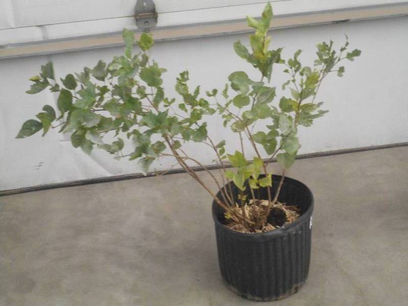 lot 8 image: (1) Potted Lilac Tree, 2.5 Height ...