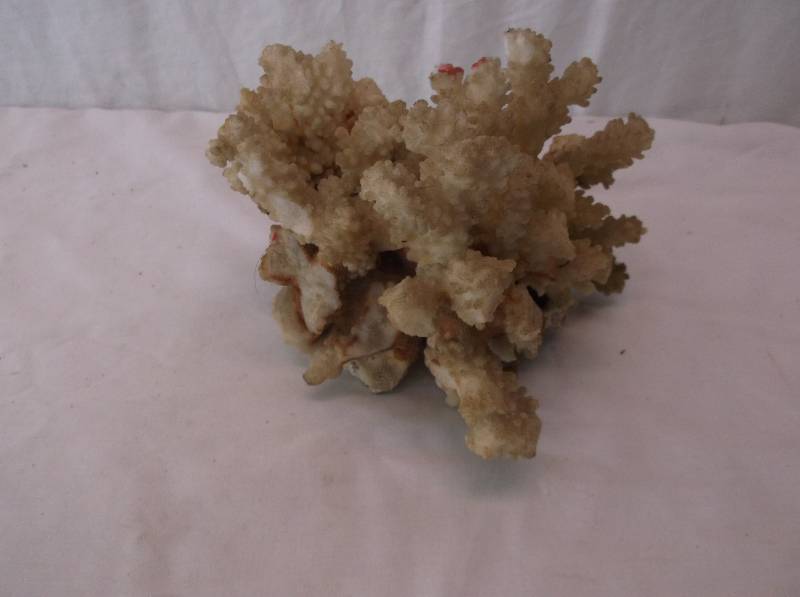 Coral