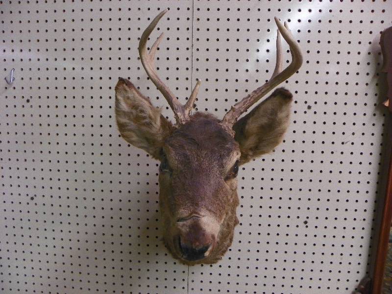 lot 143 image: Taxidermy Deer Head Mount, older, some damage