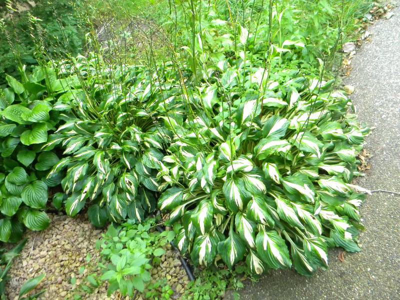 2 Hostas