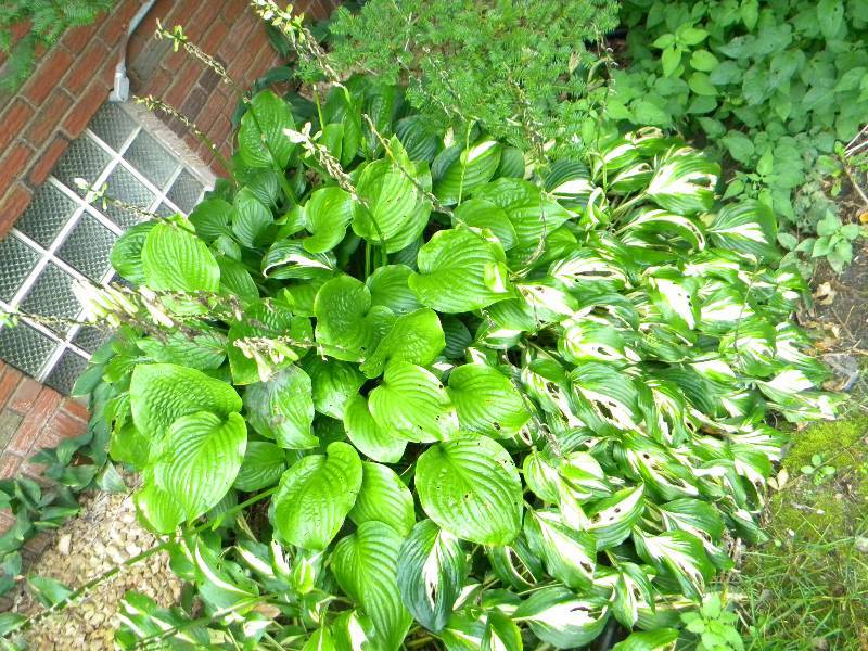 Hosta