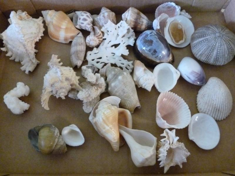Seashells