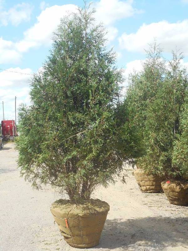 Techny Arborvitae Tree Balled Bu Le Nursery Stock 25 K Bid