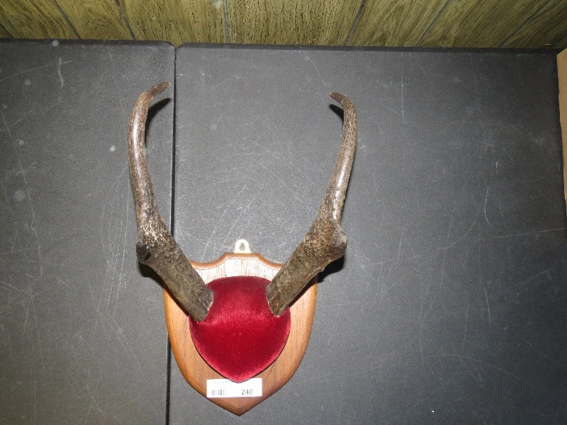 Mounted Antlers