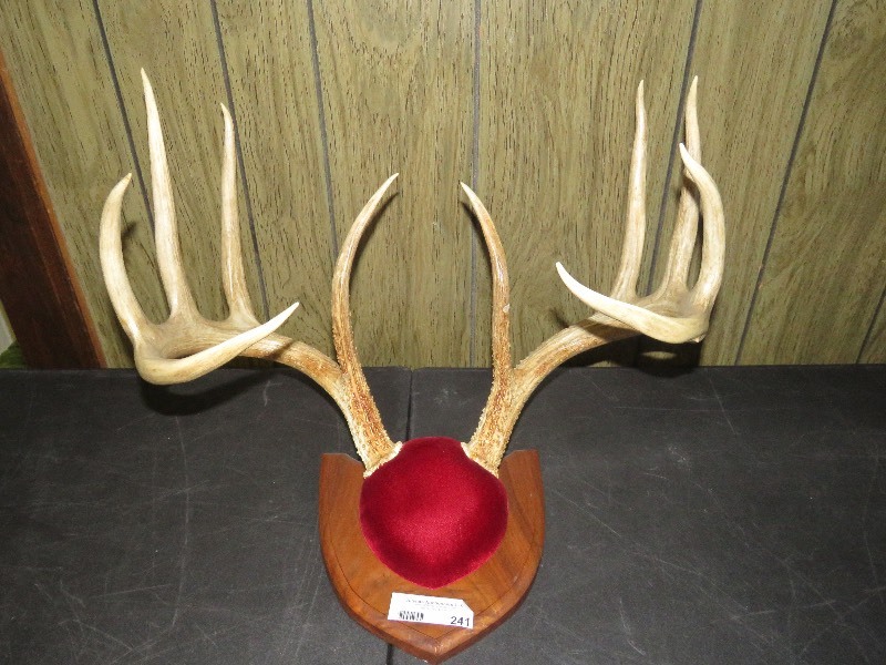 Mounted Antlers