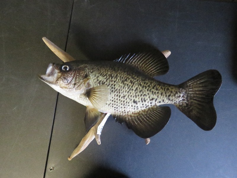 Mounted Fish