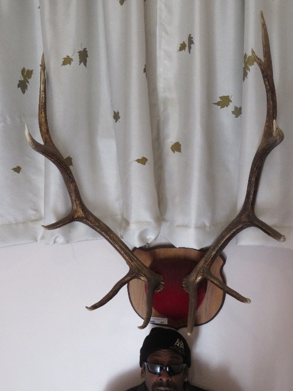 Mounted Antlers