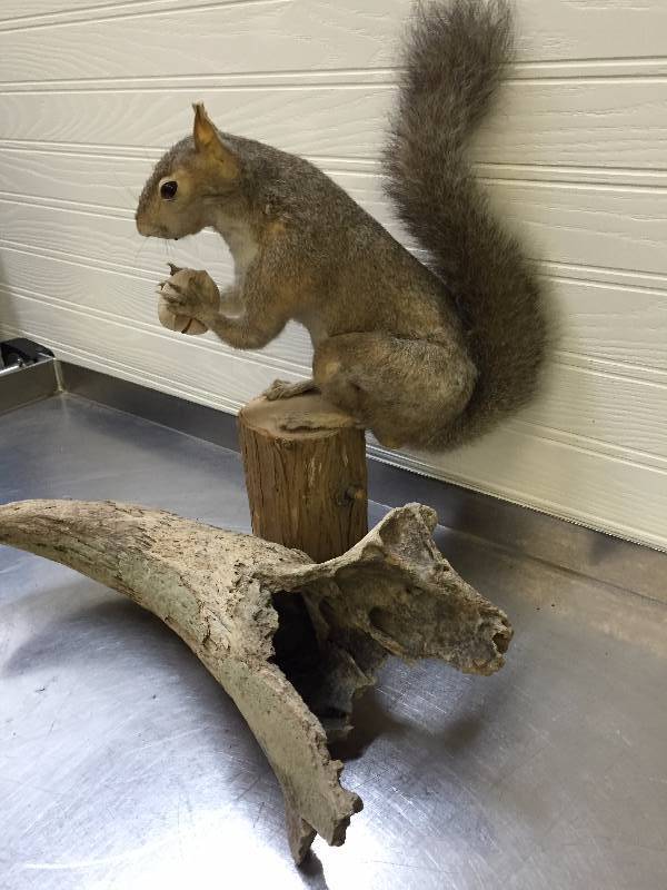 lot 11 image: VINTAGE BISON HORN AND SQUIRREL MOUNTED ON STUMP