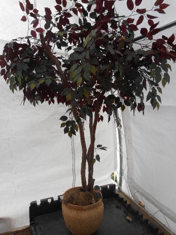 9 FT DECRATIVE TREE