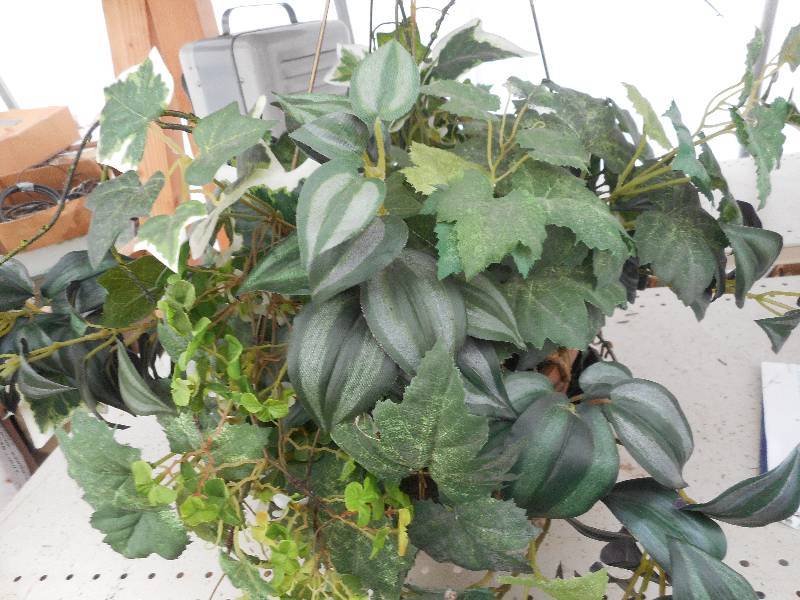 INDOOR  OUTDOOR HANGING PLANT