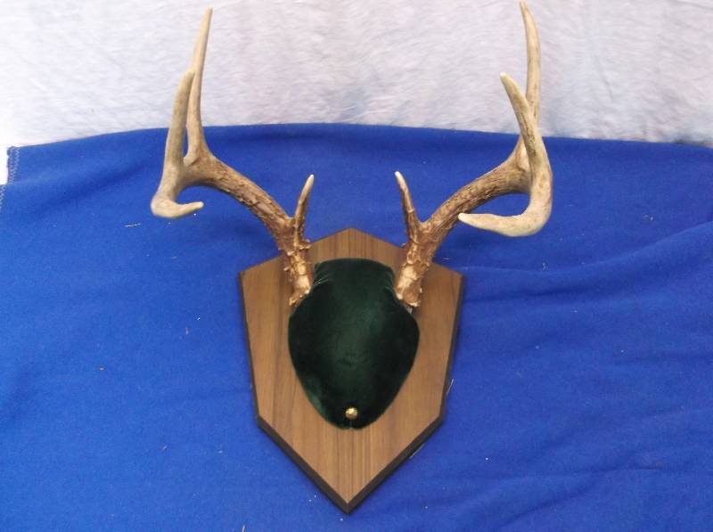 Deer Rack