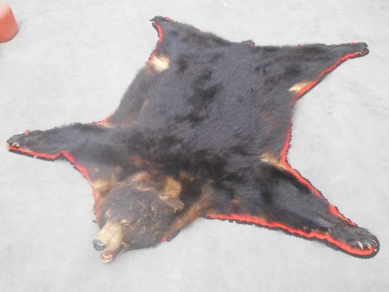 lot 50 image: Bear Rug, Approx 79 From Tail To N...