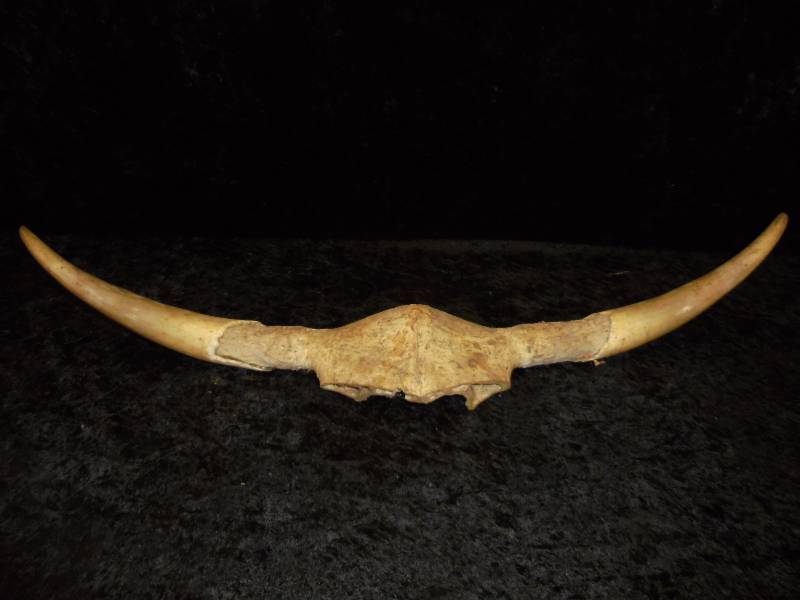 lot 4 image: Cow Horn 27