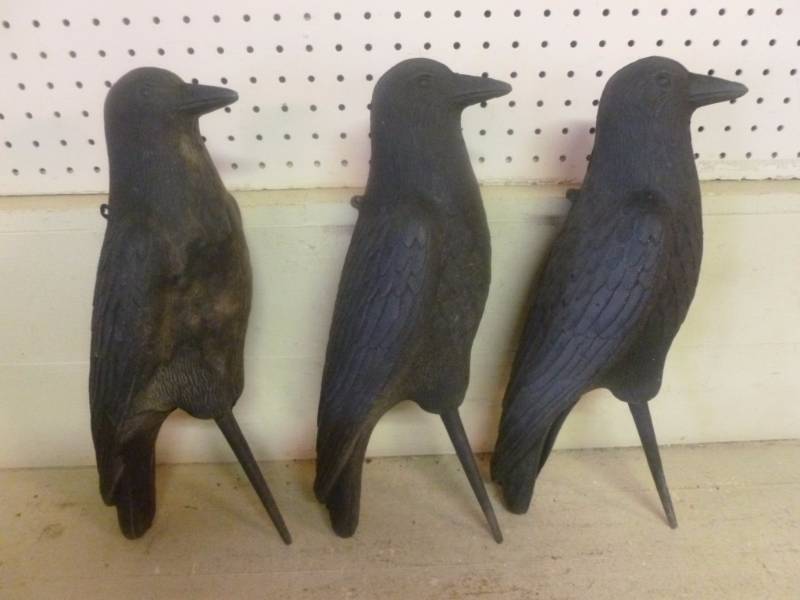 Crow Decoys