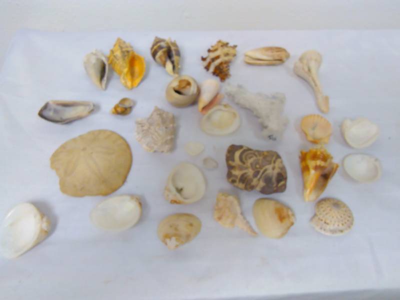 lot 142 image: Misc. Sea Shell (approx. 25)