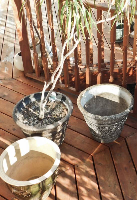 lot 177 image: pots and plant