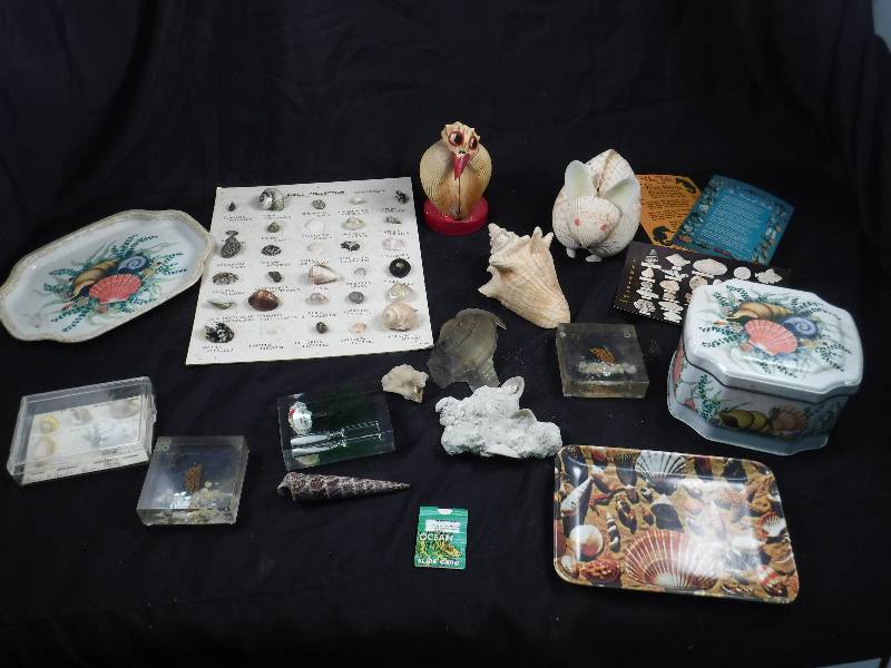Lot of Assorted Seashells