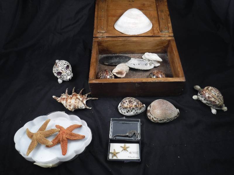 Lot of Starfish and Seashell Decor