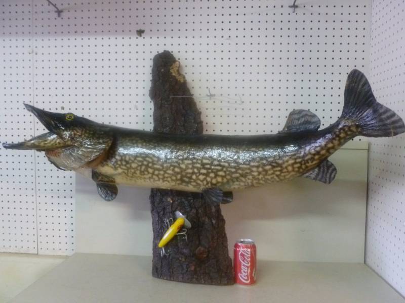 lot 1 image: Northern Pike Wall Mount
