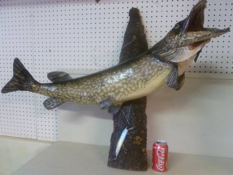 lot 2 image: Northern Pike Wall Mount