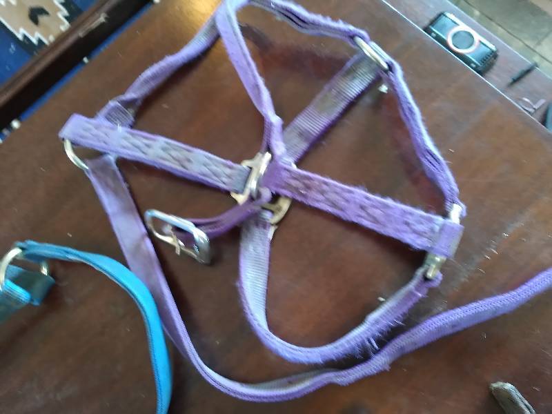 Four Halters