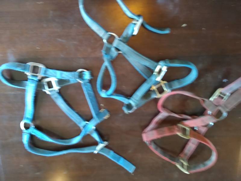 Three Halters