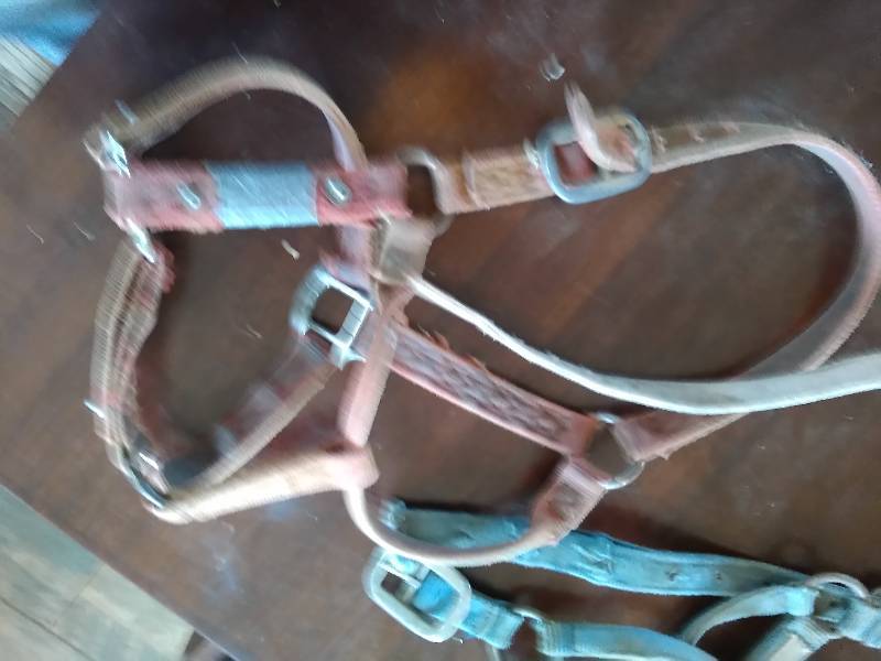 Four Halters