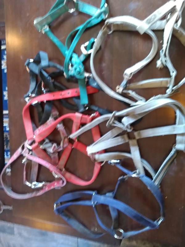 Seven Halters