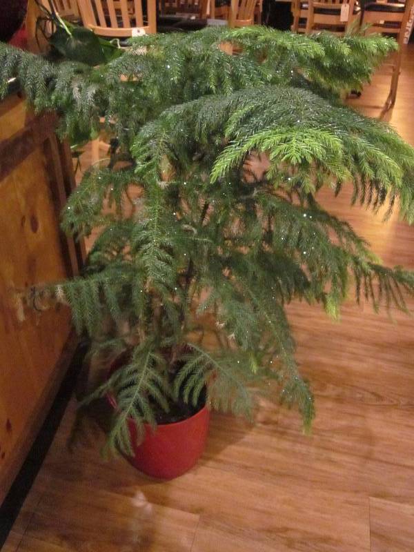 lot 276 image: Plants