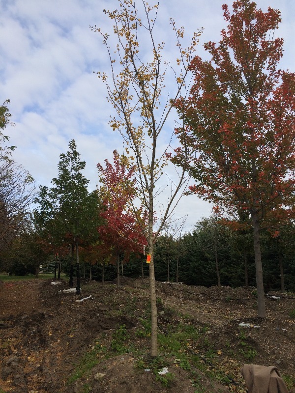 Gingko Tree  3