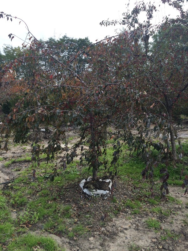 Ruby Tears Crabapple Tree   3