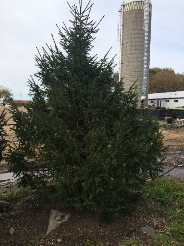 Norway Spruce Tree  10ft