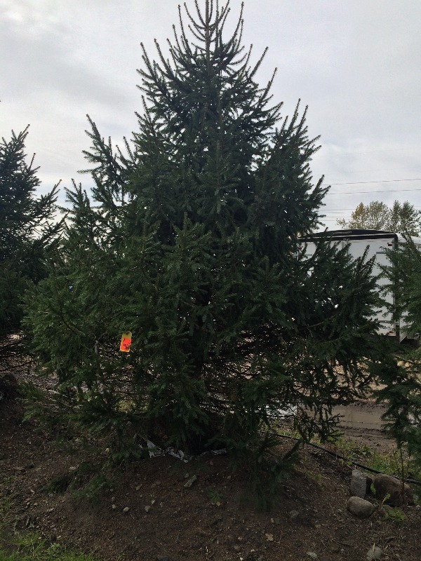 Norway Spruce Tree  10ft