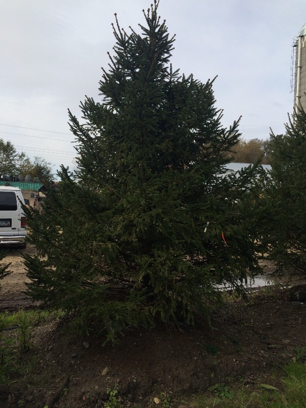 Norway Spruce Tree  10ft