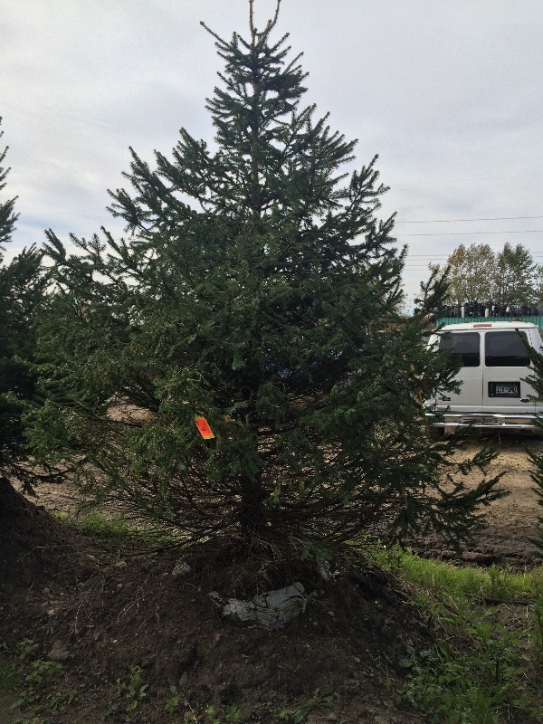 Norway Spruce Tree  9ft