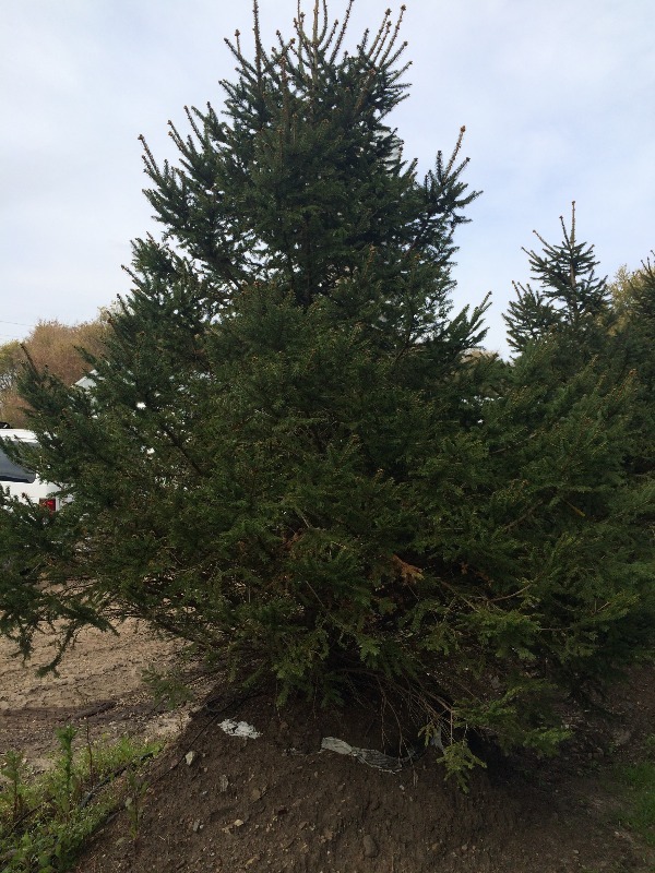 Norway Spruce Tree  9ft