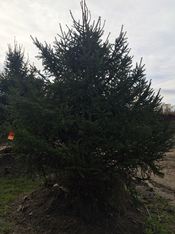 Norway Spruce Tree  8ft