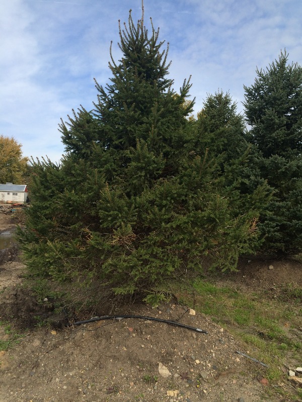 Norway Spruce Tree  10ft