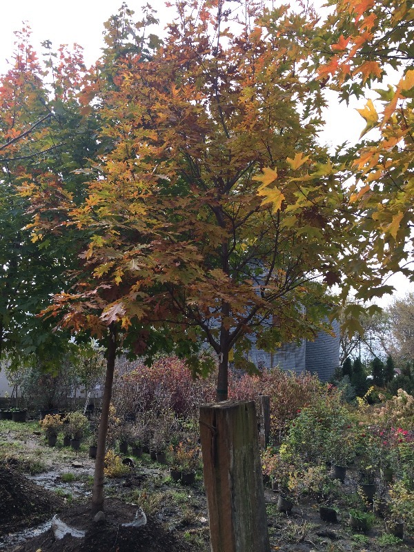Red Oak Tree  4-5
