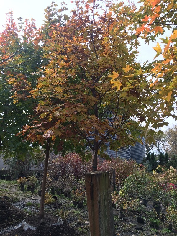 Red Oak Tree  4