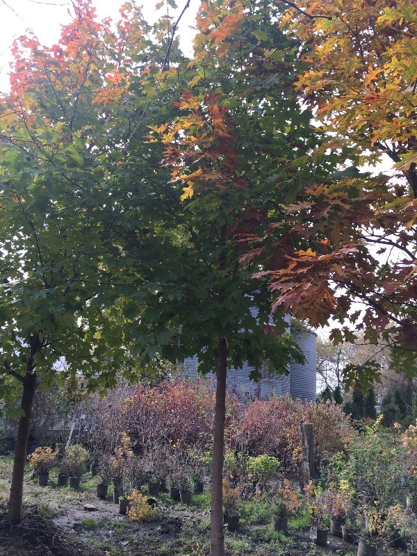 Red Oak Tree  4