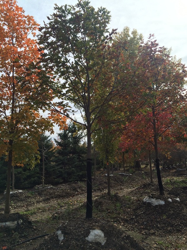 Red Oak Tree  3