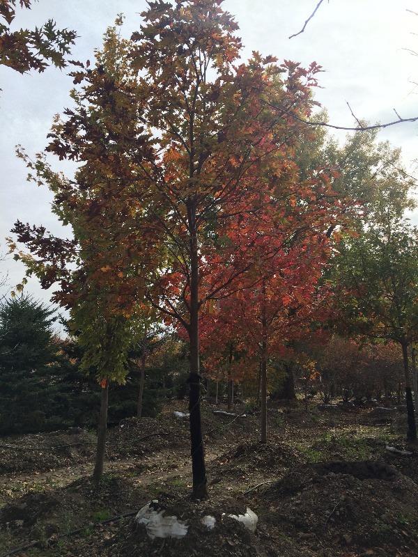 Red Oak Tree  4
