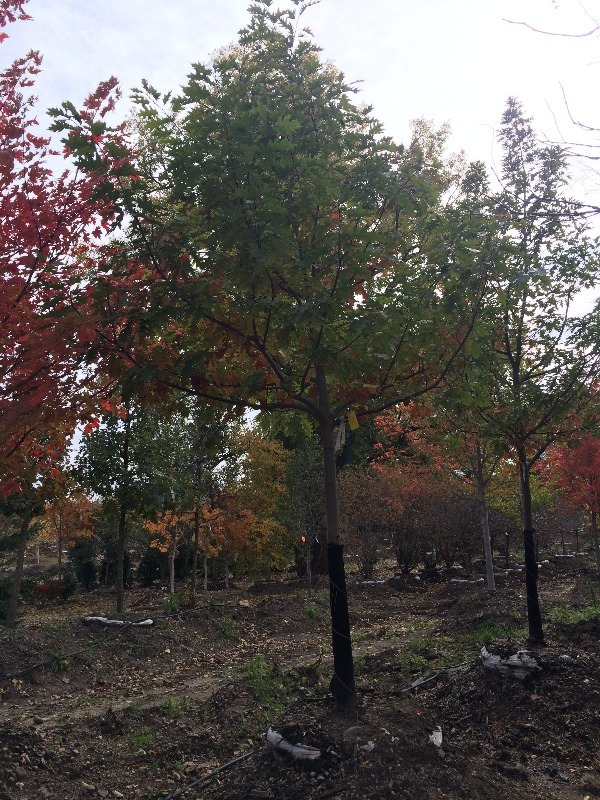 Red Oak Tree  4
