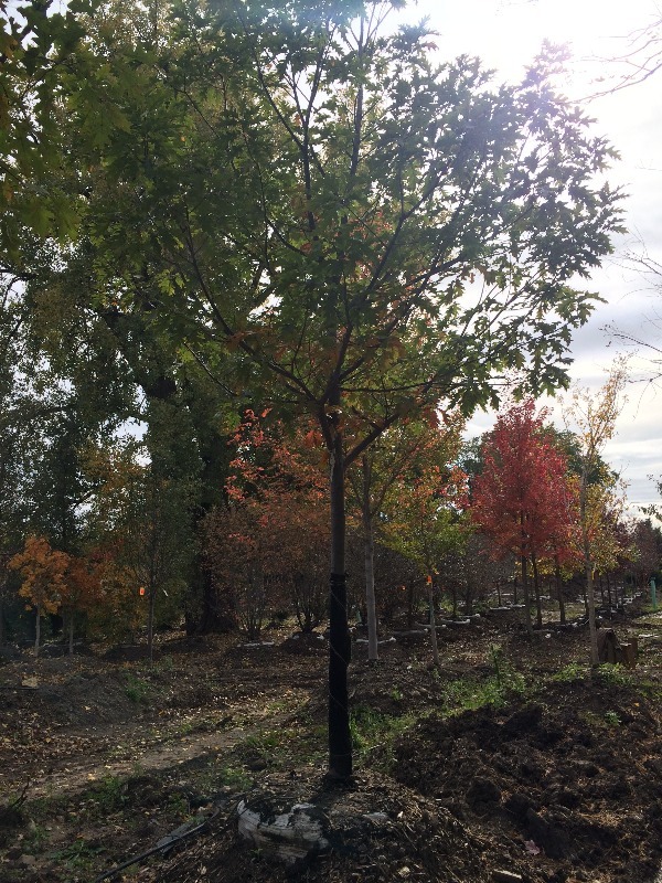 Red Oak Tree  4