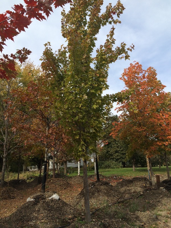 Acer Freeman Armstrong Tree  4