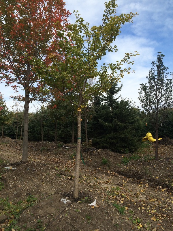 Ginkgo Tree  2.5 - 3