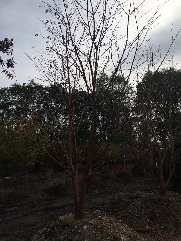 Red Birch   8-10
